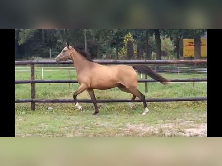 NRPS Stute 2 Jahre 144 cm Buckskin in Sint Hubert