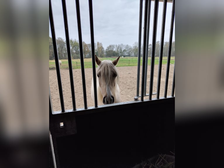 NRPS Stute 2 Jahre 153 cm Palomino in Dwingeloo
