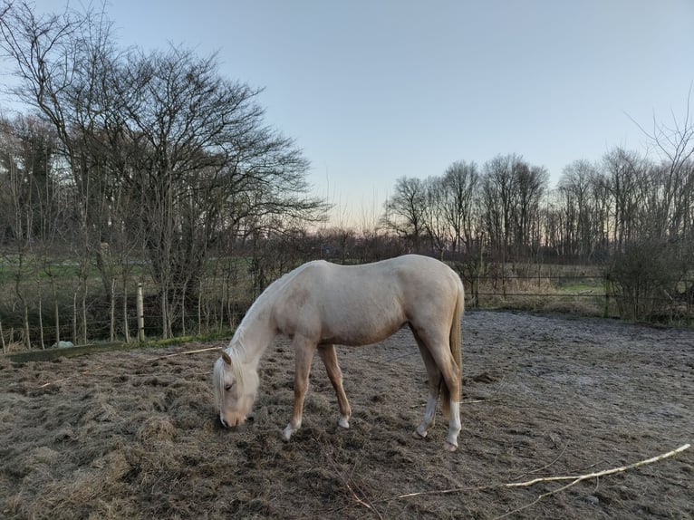 NRPS Stute 2 Jahre 153 cm Palomino in Dwingeloo