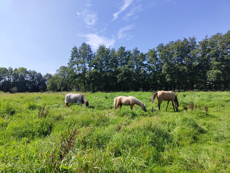 NRPS Stute 2 Jahre 153 cm Palomino in Dwingeloo