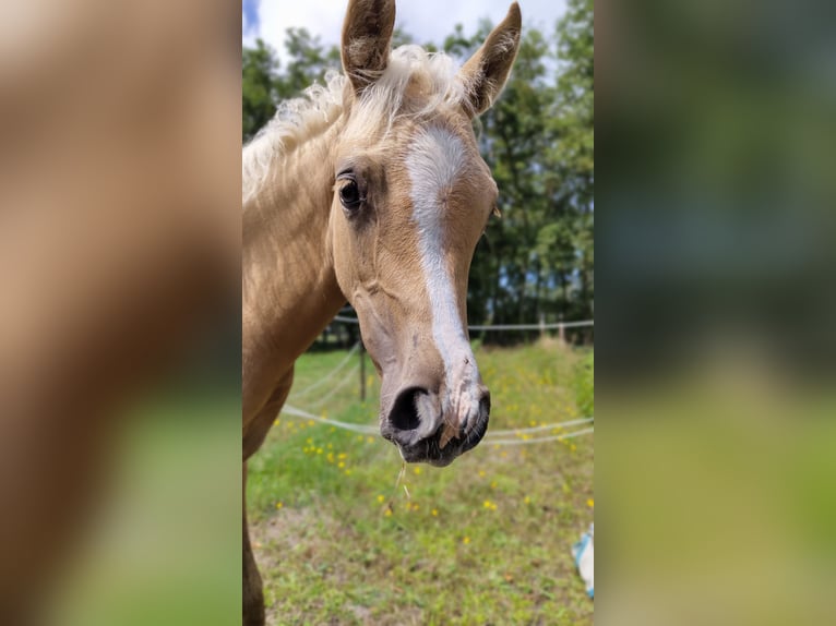 NRPS Stute 2 Jahre 153 cm Palomino in Dwingeloo