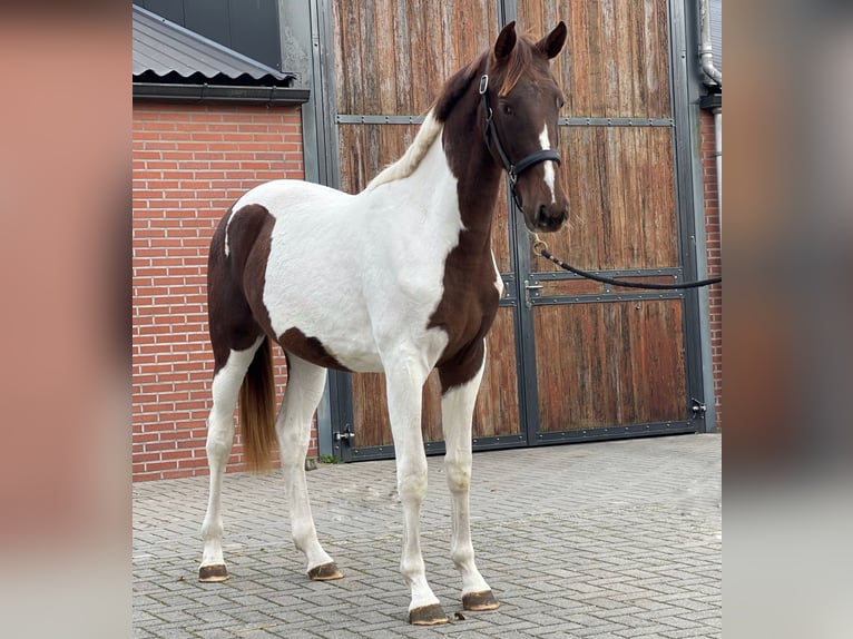 NRPS Stute 2 Jahre 160 cm Schecke in Zieuwent