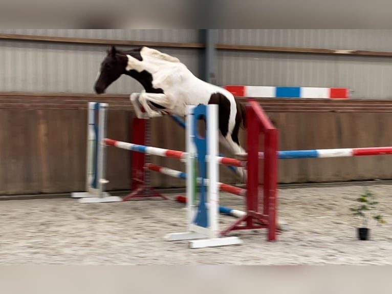 NRPS Stute 2 Jahre 160 cm Schecke in Zieuwent