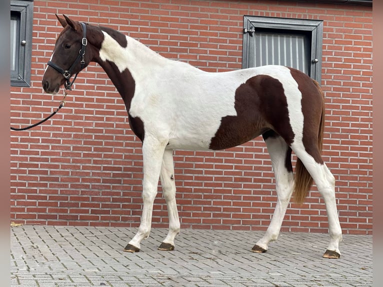 NRPS Stute 2 Jahre 160 cm Schecke in Zieuwent