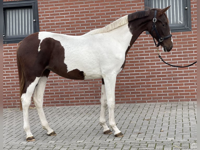 NRPS Stute 2 Jahre 160 cm Schecke in Zieuwent