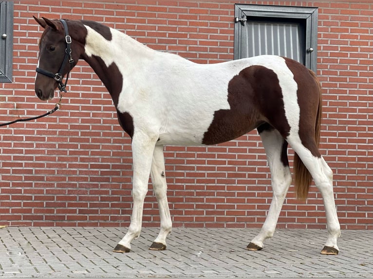 NRPS Stute 2 Jahre 160 cm Schecke in Zieuwent