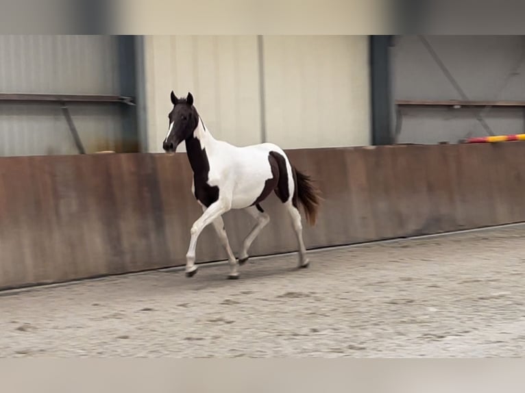 NRPS Stute 2 Jahre 160 cm Schecke in Zieuwent