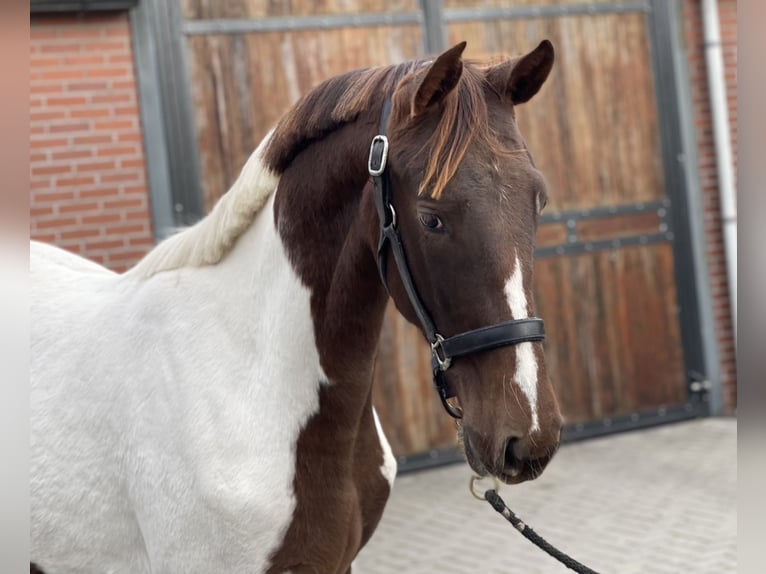 NRPS Stute 2 Jahre 160 cm Schecke in Zieuwent