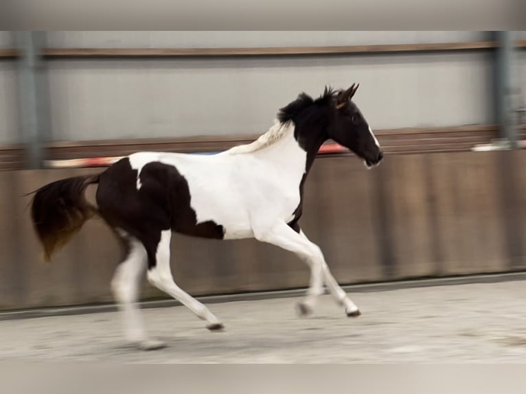 NRPS Stute 2 Jahre 160 cm Schecke in Zieuwent