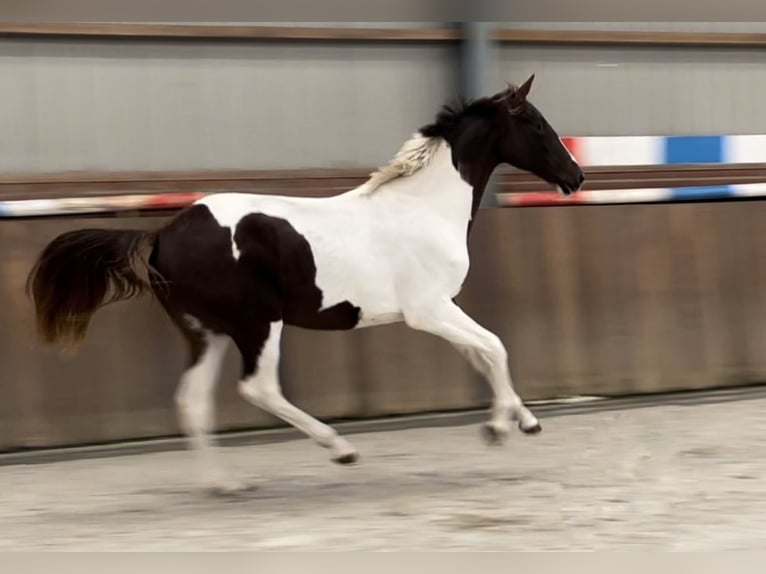 NRPS Stute 2 Jahre 160 cm Schecke in Zieuwent