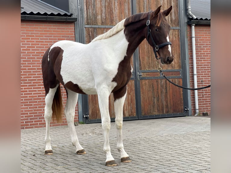 NRPS Stute 2 Jahre 160 cm Schecke in Zieuwent