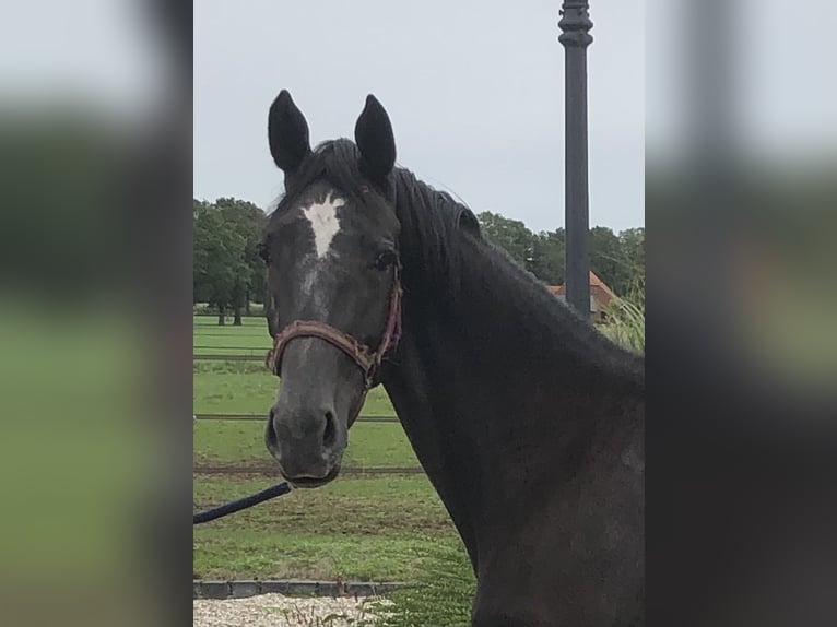 NRPS Stute 2 Jahre 162 cm Brauner in Eibergen