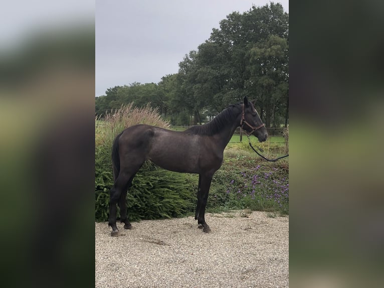 NRPS Stute 2 Jahre 162 cm Brauner in Eibergen