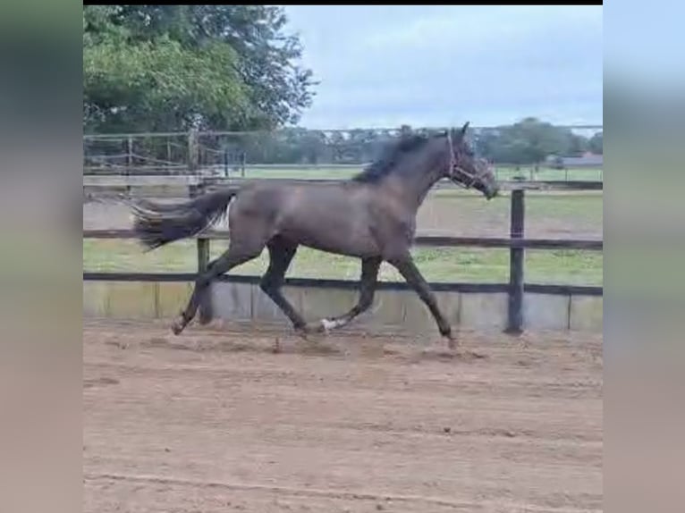 NRPS Stute 2 Jahre 162 cm Brauner in Eibergen