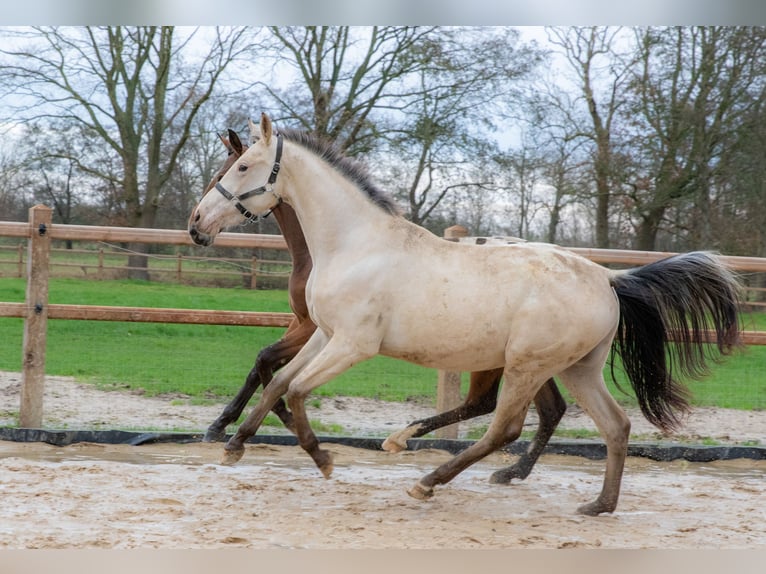 NRPS Stute 2 Jahre 166 cm Buckskin in Lutjegast