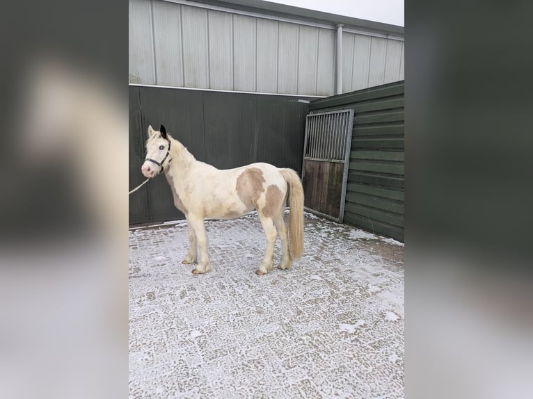 NRPS Stute 3 Jahre 140 cm Schecke in Veghel