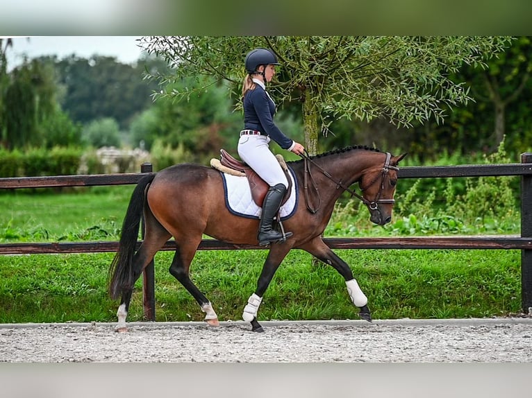 NRPS Stute 3 Jahre 143 cm Brauner in Gelselaar