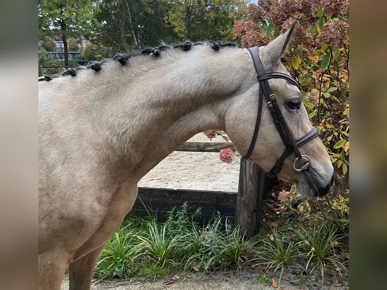 NRPS Stute 3 Jahre 146 cm Buckskin in Vlijmen