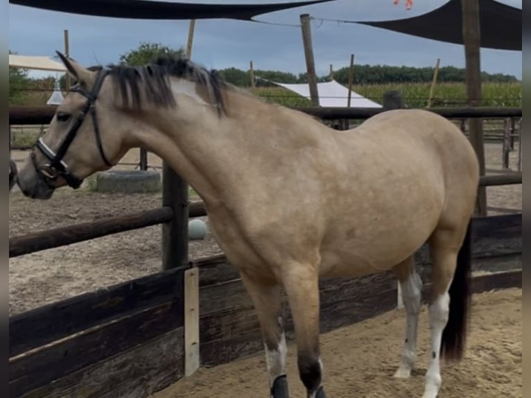 NRPS Stute 3 Jahre 146 cm Buckskin in Vlijmen