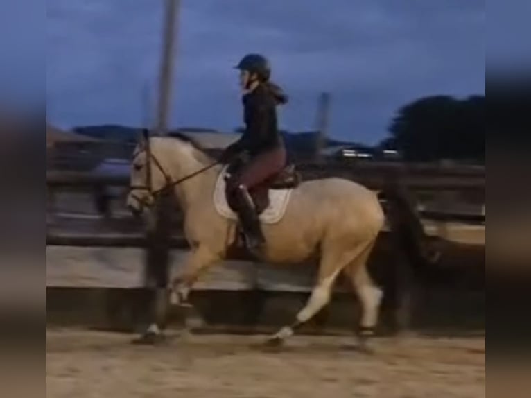 NRPS Stute 3 Jahre 146 cm Buckskin in Vlijmen