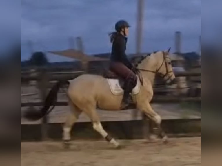 NRPS Stute 3 Jahre 146 cm Buckskin in Vlijmen