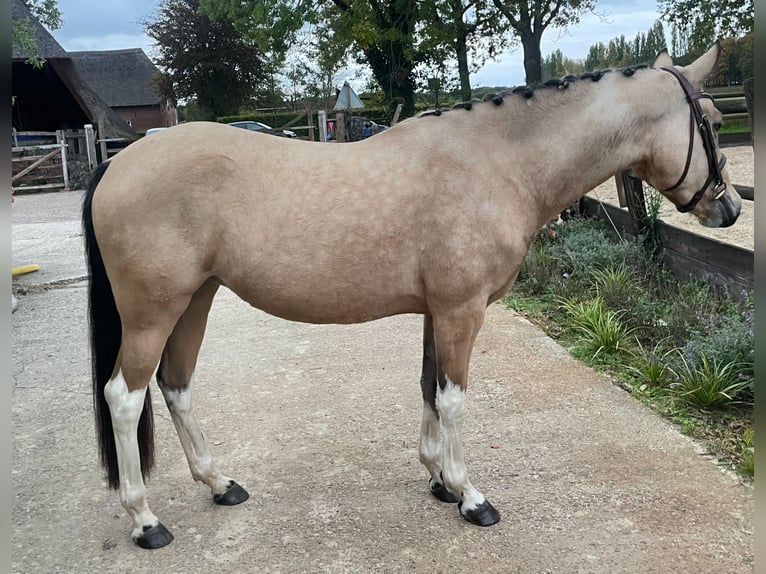 NRPS Stute 3 Jahre 146 cm Buckskin in Vlijmen