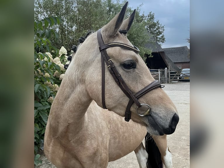 NRPS Stute 3 Jahre 146 cm Buckskin in Vlijmen