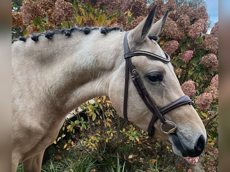 NRPS Stute 3 Jahre 146 cm Buckskin in Vlijmen