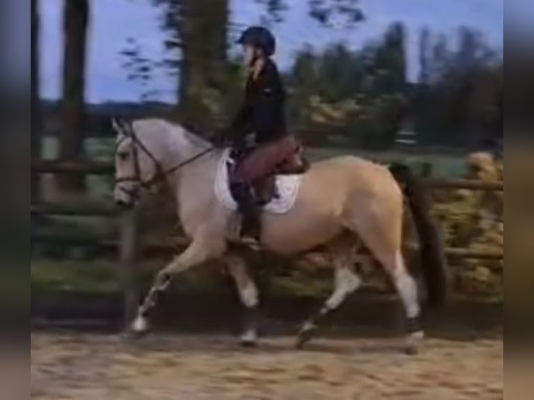 NRPS Stute 3 Jahre 146 cm Buckskin in Vlijmen