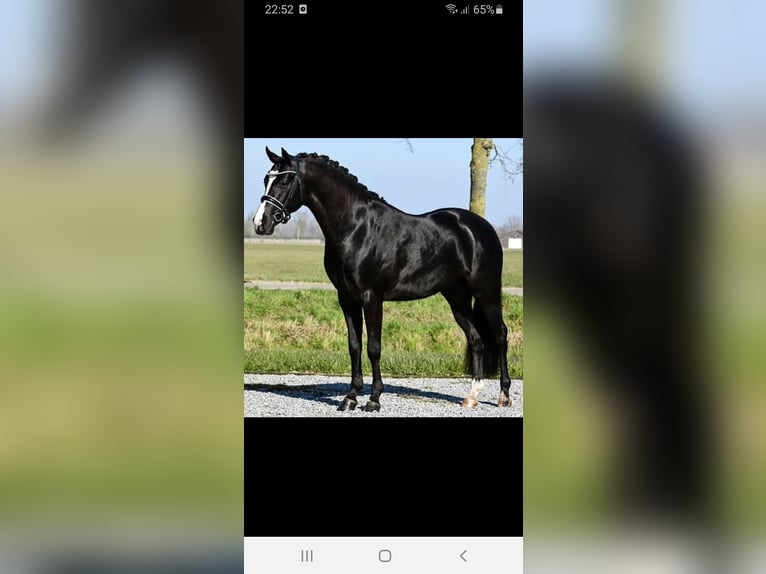 NRPS Stute 3 Jahre 146 cm Fuchs in Sint Hubert