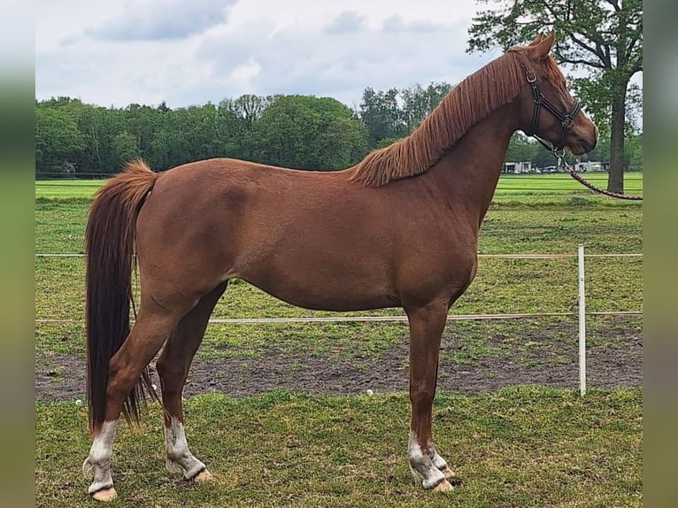 NRPS Stute 3 Jahre 147 cm Fuchs in Sint Hubert