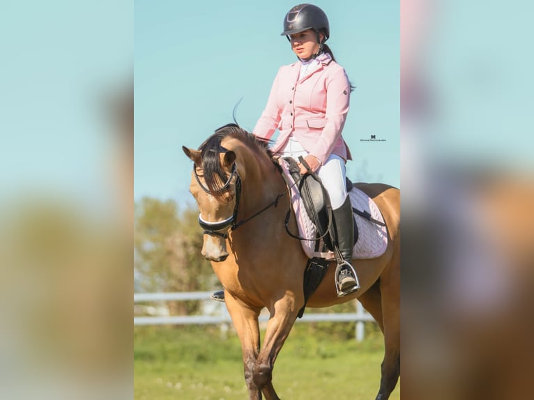 NRPS Stute 3 Jahre 148 cm Buckskin in Nieuwkoop