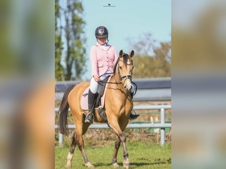 NRPS Stute 3 Jahre 148 cm Buckskin in Nieuwkoop