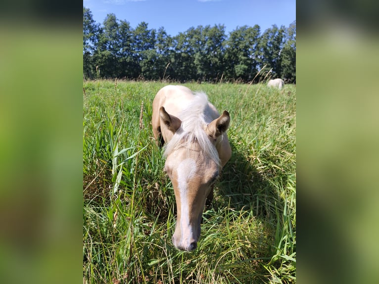 NRPS Stute 3 Jahre 153 cm Palomino in Dwingeloo