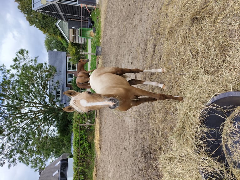 NRPS Stute 3 Jahre 153 cm Palomino in Dwingeloo