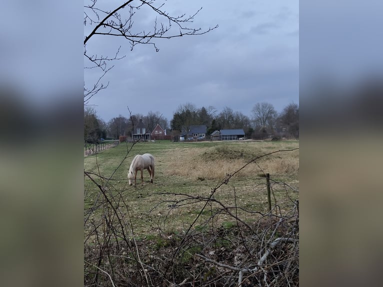 NRPS Stute 3 Jahre 153 cm Palomino in Dwingeloo