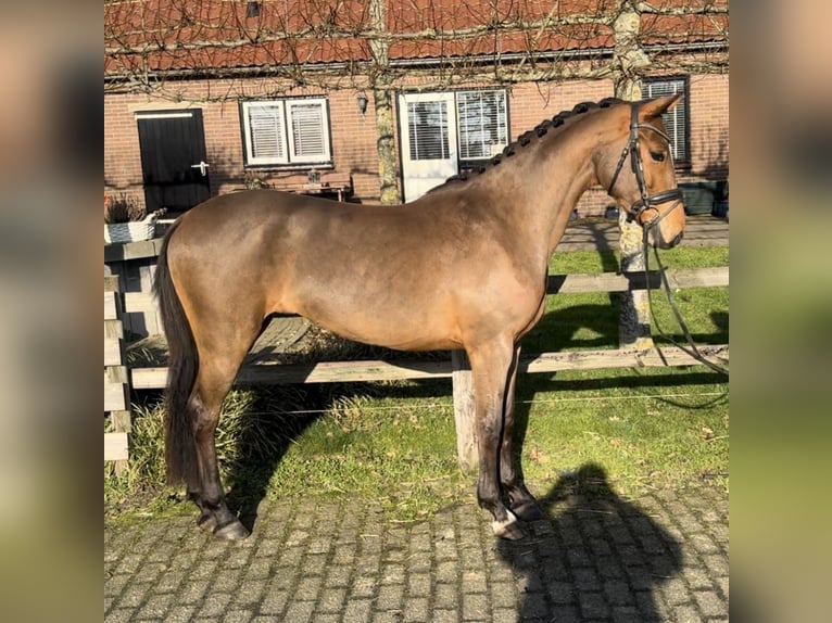 NRPS Stute 3 Jahre 154 cm Brauner in Barneveld