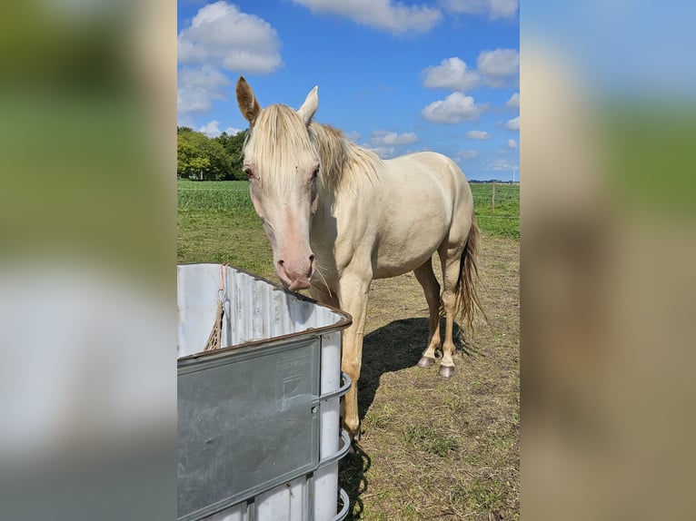 NRPS Stute 3 Jahre 160 cm Champagne in Stompetoren