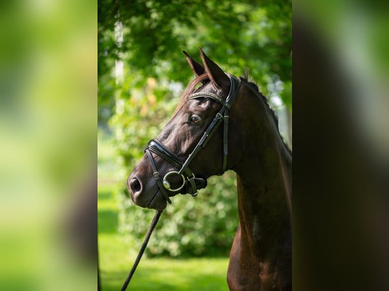 NRPS Stute 3 Jahre 165 cm Dunkelbrauner in Almkerk