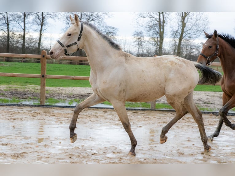 NRPS Stute 3 Jahre 166 cm Buckskin in Lutjegast