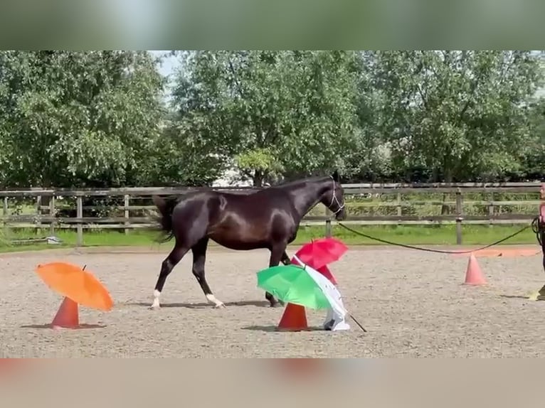 NRPS Stute 3 Jahre 168 cm Dunkelbrauner in Ninove