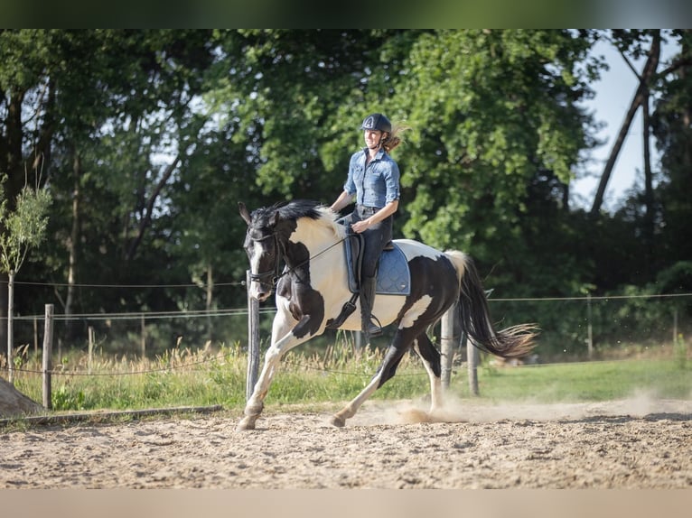 NRPS Stute 3 Jahre 174 cm Schecke in Zundert