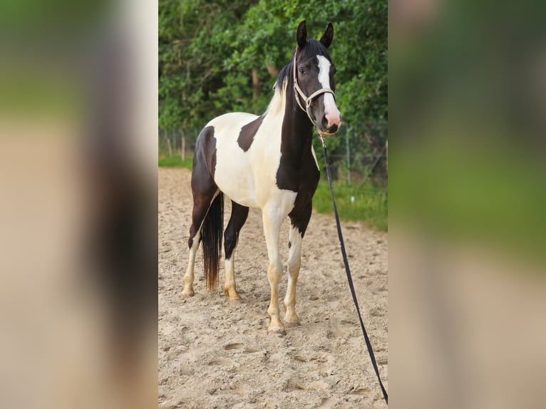 NRPS Stute 3 Jahre 174 cm Schecke in Zundert