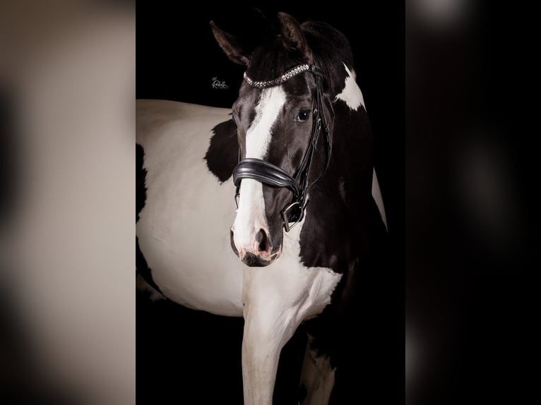 NRPS Stute 3 Jahre 174 cm Schecke in Zundert