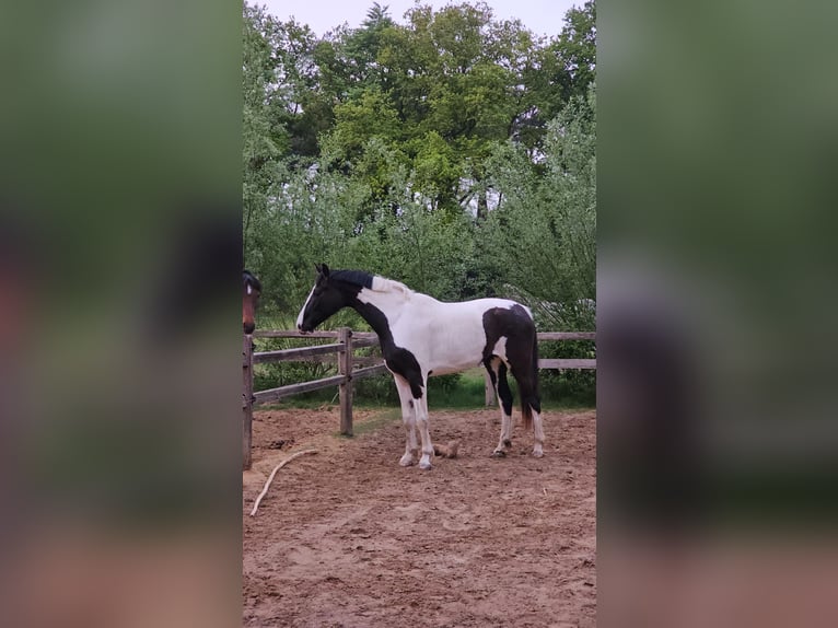 NRPS Stute 3 Jahre 174 cm Schecke in Zundert