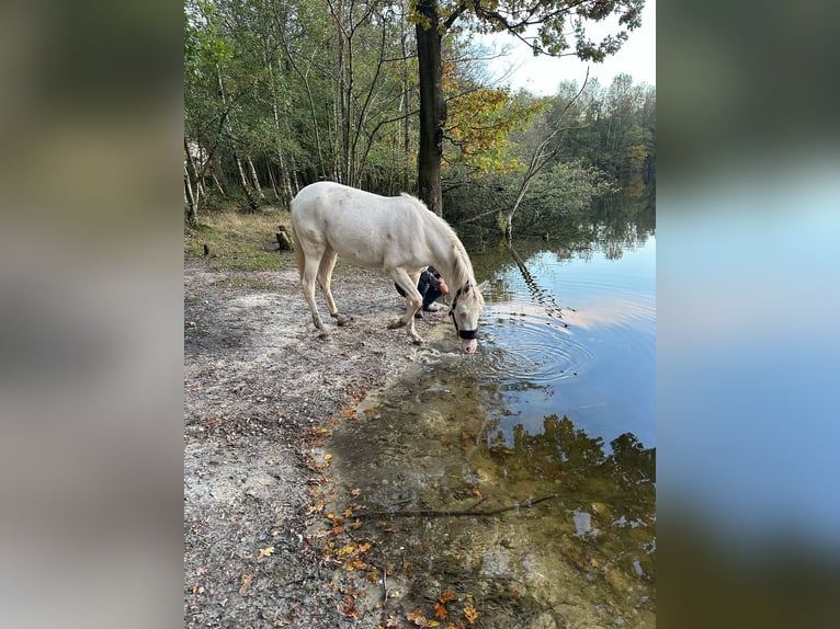 NRPS Stute 4 Jahre 137 cm Cremello in Gangelt