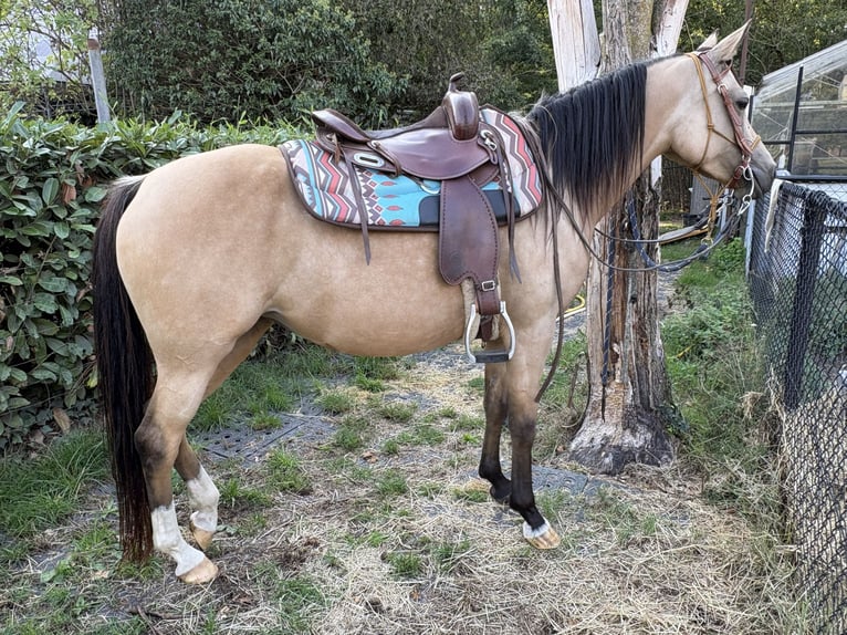 NRPS Stute 4 Jahre 146 cm Buckskin in Maashees