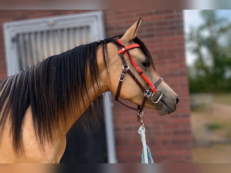NRPS Stute 4 Jahre 146 cm Buckskin in Maashees
