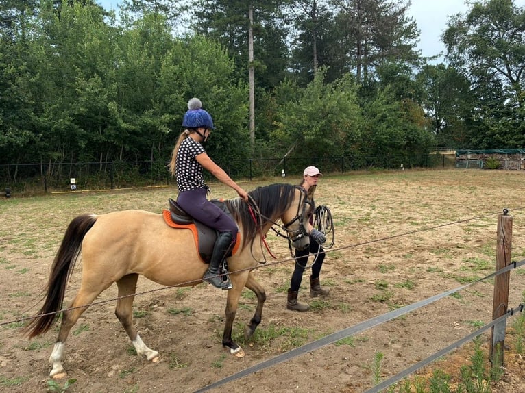 NRPS Stute 4 Jahre 146 cm Buckskin in Maashees