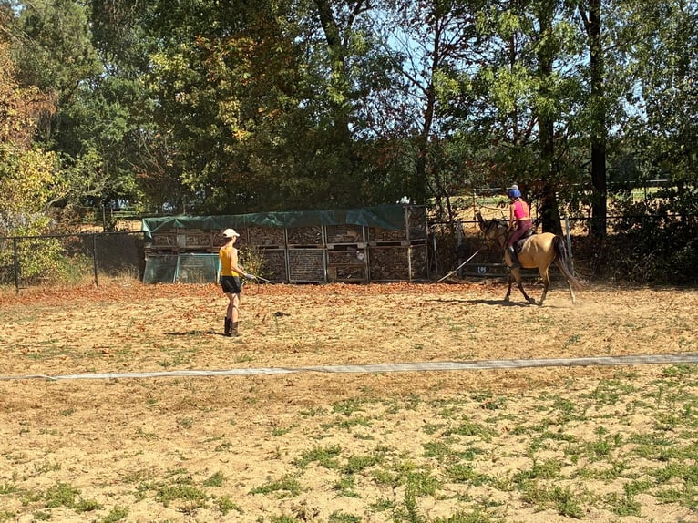 NRPS Stute 4 Jahre 146 cm Buckskin in Maashees